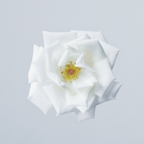 Jasmine perfume oil with sandalwood and soft florals