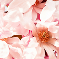 Petals & Musk floral musk perfume oil 3mL